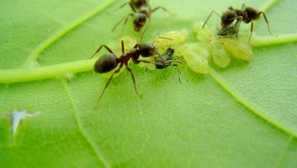 Как да се отървем от листна каша